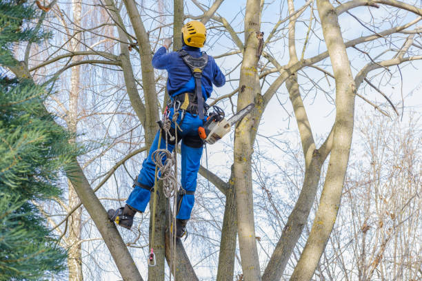 Best Residential Tree Removal  in USA