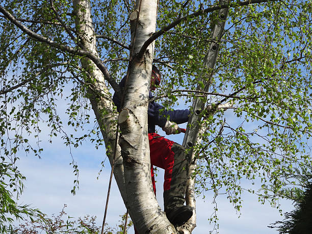 Best Residential Tree Removal  in USA